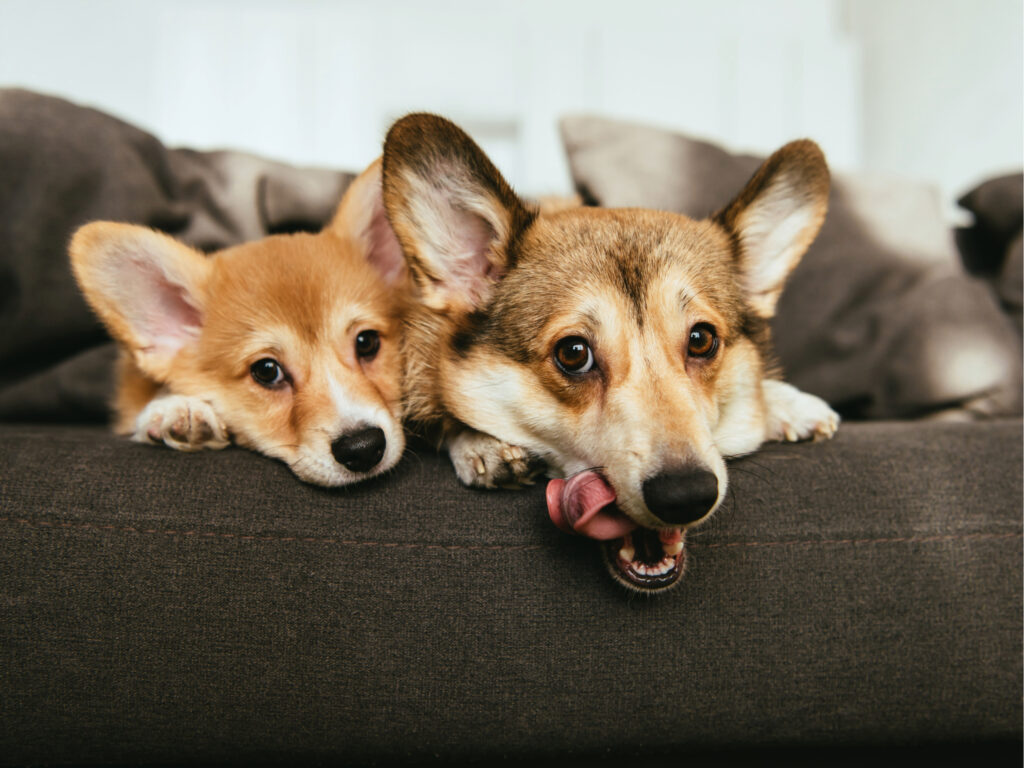 Cómo los perros mejoran nuestra salud mental y física, según expertos