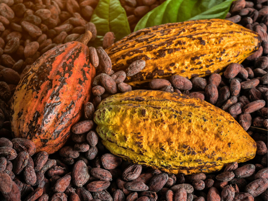 Cómo Santa Lucía se está posicionando en el mercado de cacao premium