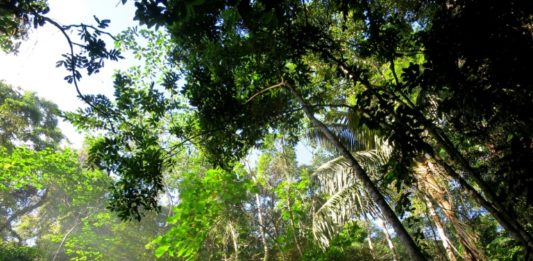 Brasil registró el peor balance de muertes de activistas por el medio ambiente, con 57 muertos. Detrás está Filipinas con 48 muertos, récord para un Estado asiático. En la foto, un bosque cerca de la turística El Nido, en la isla filipina de Palawan © AFP/Archivos Karl Malakunas