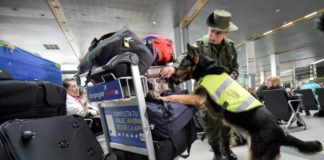 Sombra, la perra desplazada por la guerra de las drogas en Colombia