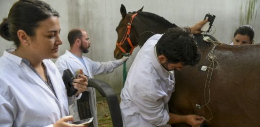 En busca del gen del caballo de polo argentino