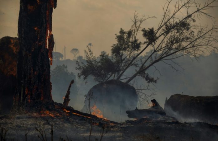 No frenar la deforestación en Amazonia sería 'un suicidio', alerta experto en la ONU