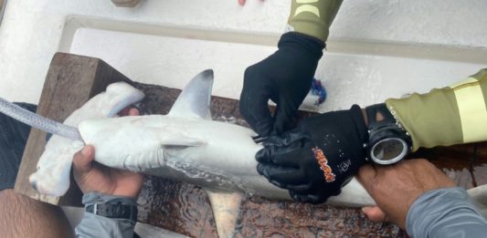 Marcan a tiburones martillo en Galápagos para rastrear su ruta en el Pacífico