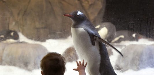 Nace primer pingüino gentoo en acuario mexicano