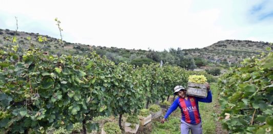 Vinos de Bolivia sueñan con ganar mercados en el mundo