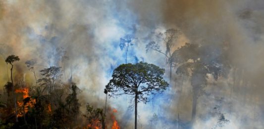 Deforestación en Amazonía brasileña avanzó 41% en mayo