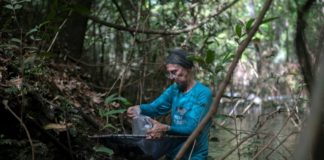 Catalogan la biodiversidad de la Amazonia en medio de su devastación