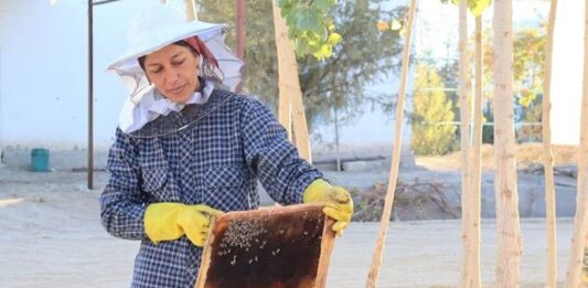 Cómo las abejas crean medios de vida en todo el mundo