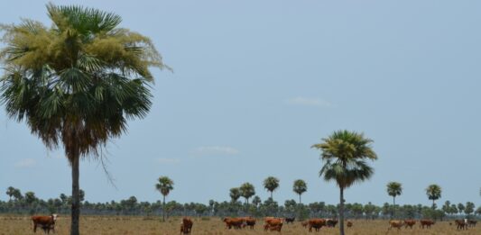 Uso de la tecnología en la lucha contra la deforestación en Paraguay