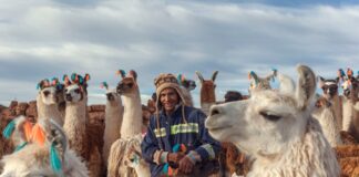 Los camélidos guardianes ancestrales de desiertos y altiplanos