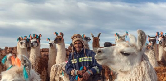 Los camélidos guardianes ancestrales de desiertos y altiplanos