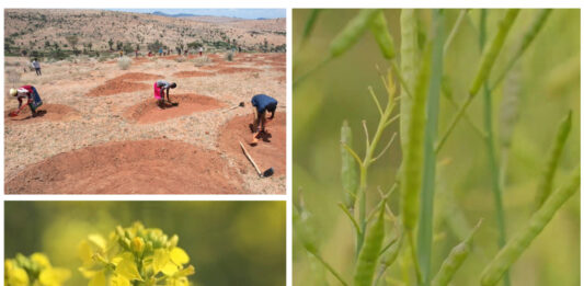 Estrategias sostenibles para prevenir la degradación de la tierra