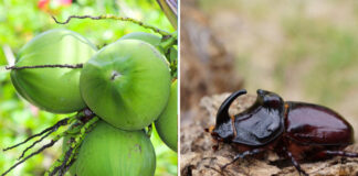 La importancia cultural y ecológica del cocotero en las Islas Marshall