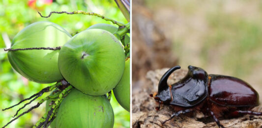 La importancia cultural y ecológica del cocotero en las Islas Marshall