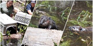 Reservación del Río Tule celebra la llegada de castores en un esfuerzo de conservación