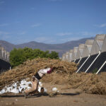 El calor excesivo y su mortal impacto en los trabajadores, según la OIT