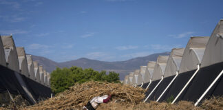 El calor excesivo y su mortal impacto en los trabajadores, según la OIT