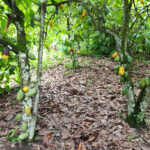 El impacto de las prácticas agroforestales en las comunidades productoras de cacao