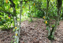 El impacto de las prácticas agroforestales en las comunidades productoras de cacao