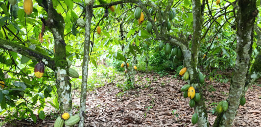 El impacto de las prácticas agroforestales en las comunidades productoras de cacao