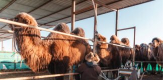 Tradición y tecnología revolucionando la producción de leche de camella