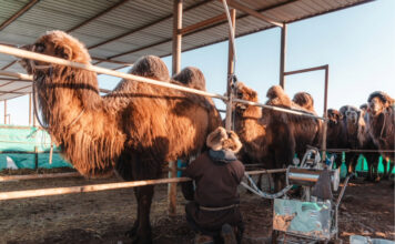 Tradición y tecnología revolucionando la producción de leche de camella