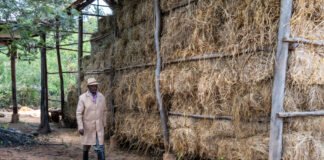 La respuesta de una comunidad rural a los desafíos climáticos para la producción de forraje