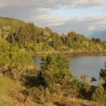 Restauración de especies nativas y reconstrucción del paisaje ancestral en Chile