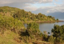 Restauración de especies nativas y reconstrucción del paisaje ancestral en Chile