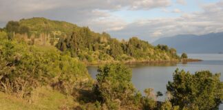 Restauración de especies nativas y reconstrucción del paisaje ancestral en Chile