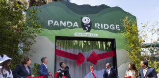 Yun Chuan y Xin Bao los nuevos pandas gigantes del Zoológico de San Diego