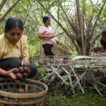 Preservando la biodiversidad a través de la agricultura tradicional