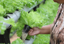 Verde esperanza la hidroponía como solución a la inseguridad alimentaria