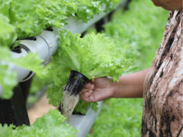 Verde esperanza la hidroponía como solución a la inseguridad alimentaria