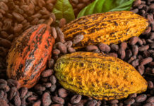 Cómo Santa Lucía se está posicionando en el mercado de cacao premium