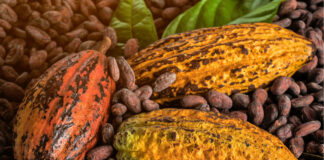 Cómo Santa Lucía se está posicionando en el mercado de cacao premium