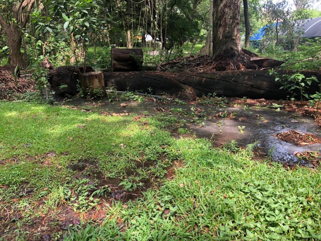 El Jardín Etnobotánico de Morelos se renueva con un innovador humedal para sus 50 años 2