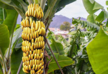 Estrategias internacionales de bioseguridad en la producción bananera