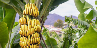 Estrategias internacionales de bioseguridad en la producción bananera