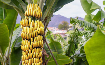 Estrategias internacionales de bioseguridad en la producción bananera