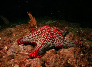 Conexiones ancestrales - el papel de las estrellas de mar en la cultura de Tula