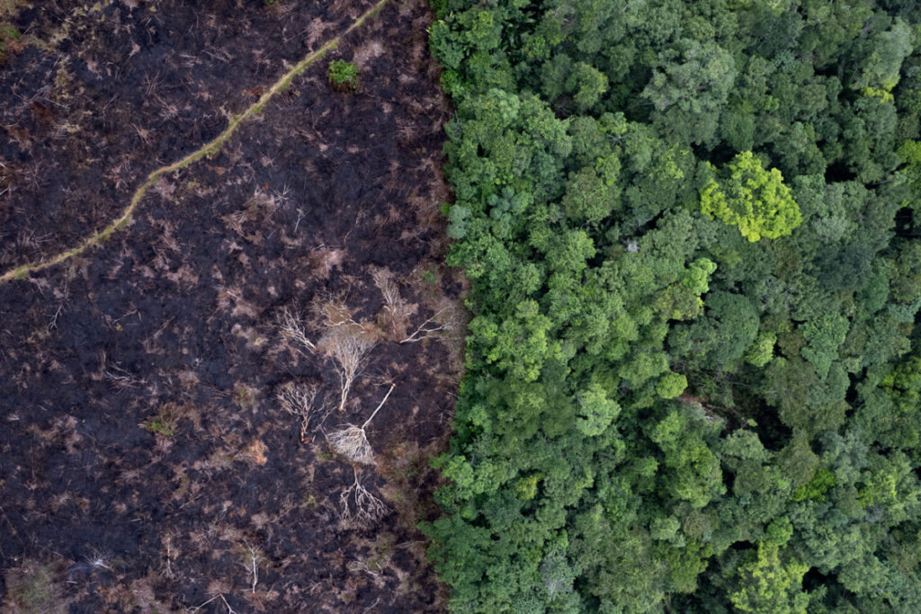 Los guardianes forestales que protegen la biodiversidad de la Amazonía colombiana