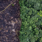 Los guardianes forestales que protegen la biodiversidad de la Amazonía colombiana