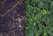 Los guardianes forestales que protegen la biodiversidad de la Amazonía colombiana