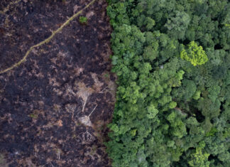 Los guardianes forestales que protegen la biodiversidad de la Amazonía colombiana