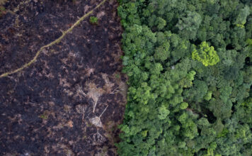 Los guardianes forestales que protegen la biodiversidad de la Amazonía colombiana