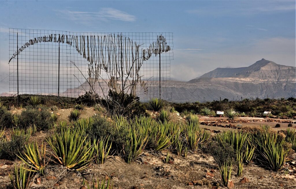 Rincón Colorado celebra su sexto aniversario como pionero en la paleontología de México 