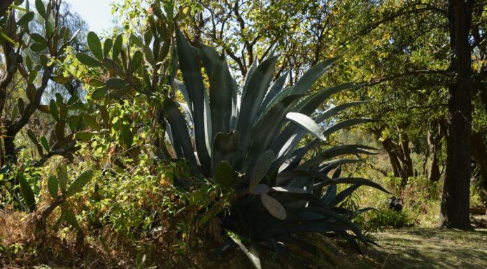 Descubriendo Cuicuilco Salvaguardia del patrimonio biocultural en el corazón de México