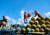 La fruta de la prosperidad El viaje de la jaca hasta los mercados globales