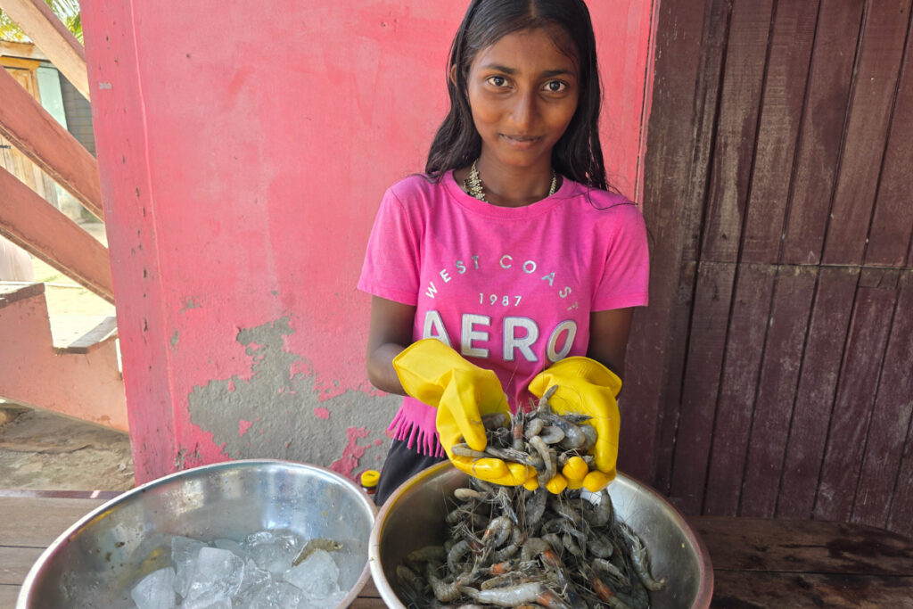 Manglares y acuicultura la clave para salvar el camarón de agua salobre